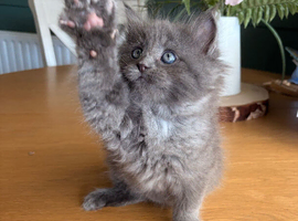 Stunning Ragcoon kittens