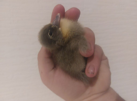 Ducklings