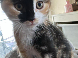 2 beautiful 5 month old female  kittens sisters