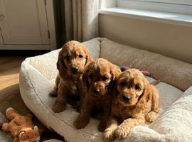 Cocker spaniel puppies