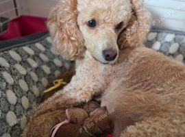 Beautiful Litter of 7 F1B Cavapoo puppies