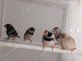 12 zebra finches