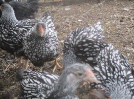 Silver Laced Wyandotte bantam pullets