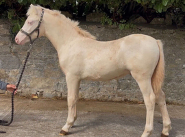 Aladdin - Stunning Show Type Welsh Colt