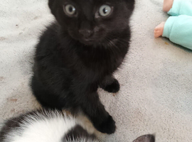 males kittens for sale