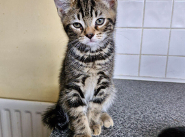 2 tabby kittens