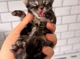 3 kittens for Sale