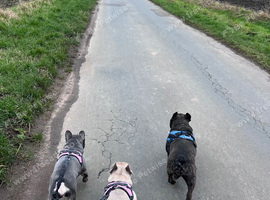 French bulldog sisters