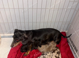 Tiny miniature dachshund