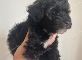 Toy cockapoo puppies