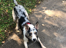 Merle border collie