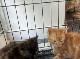 Kittens For Sale