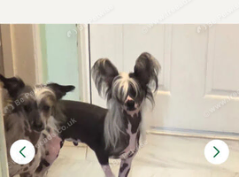Stunning Chinese Crested Puppys