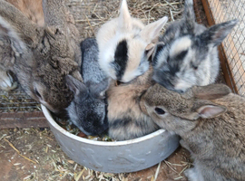 3 female looking for a home