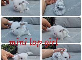 5 mini lop babies