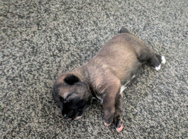 Beautiful Akita x German Shepherd Puppies &ndash; 2 Girls &bull; 1 Black Boy