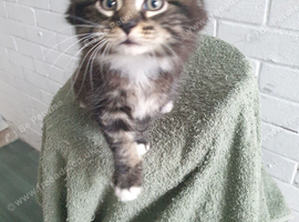 Male Kitten