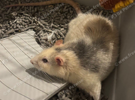 Thor- 2 year old rat