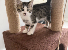 Beautiful Bengal cross boy