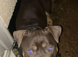 AMERICAN BULLY STUD