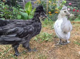 2 polish cross silkie