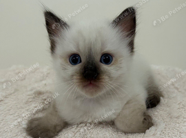 Seal Point Male Ragdoll Kitten