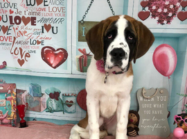 Saint Bernard