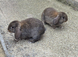 2x mini lop babies