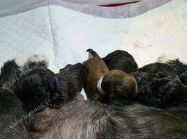 Pekingese x mini dachshund