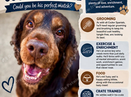 Cocker looking for a new home