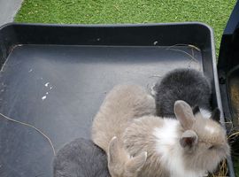 Mini lops