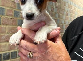 Jack Russel pup