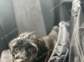 Older Female Toy Shihpoo Dog
