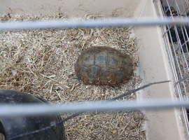Hinge back tortoise for sale