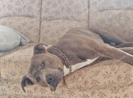 Forever home