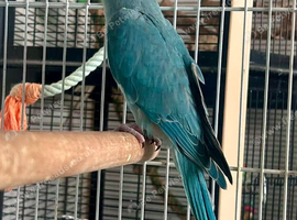 Beautiful Hand Tame Blue Indian Ringneck Parakeet For Sale