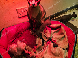 Rare Odd eyed parent shpynx kittens.