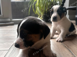 Jack Russell Puppies for Sale Swansea