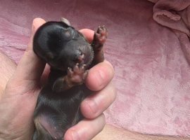 Puppies