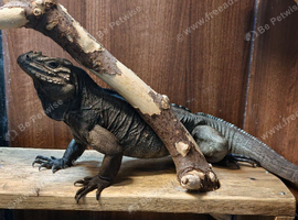 Rhino iguana