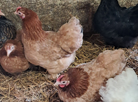 POL Pekin bantam Hens