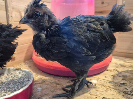 Polskie chicks (polish cross silkie)