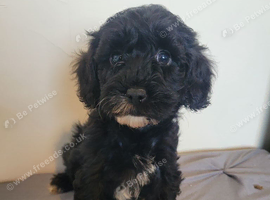 Cockerpoo cross poochon pups