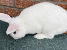 Male rabbit for sale
