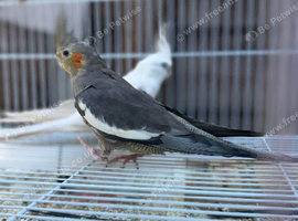 breeding pair