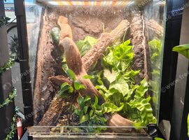 Male palm gecko & bio active enclosure