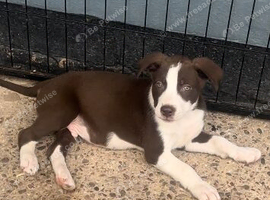Stunning huski x American bull dog puppies