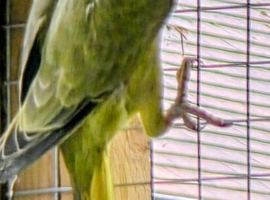 Young indian ringneck