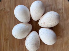 Bourbon Red Turkey Hatching eggs