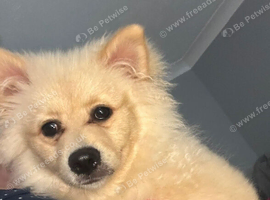 Pomeranian Puppy 5 months old